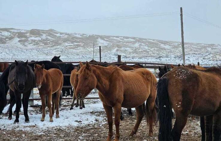 Адайская лошадь стала новым национальным брендом Казахстана
