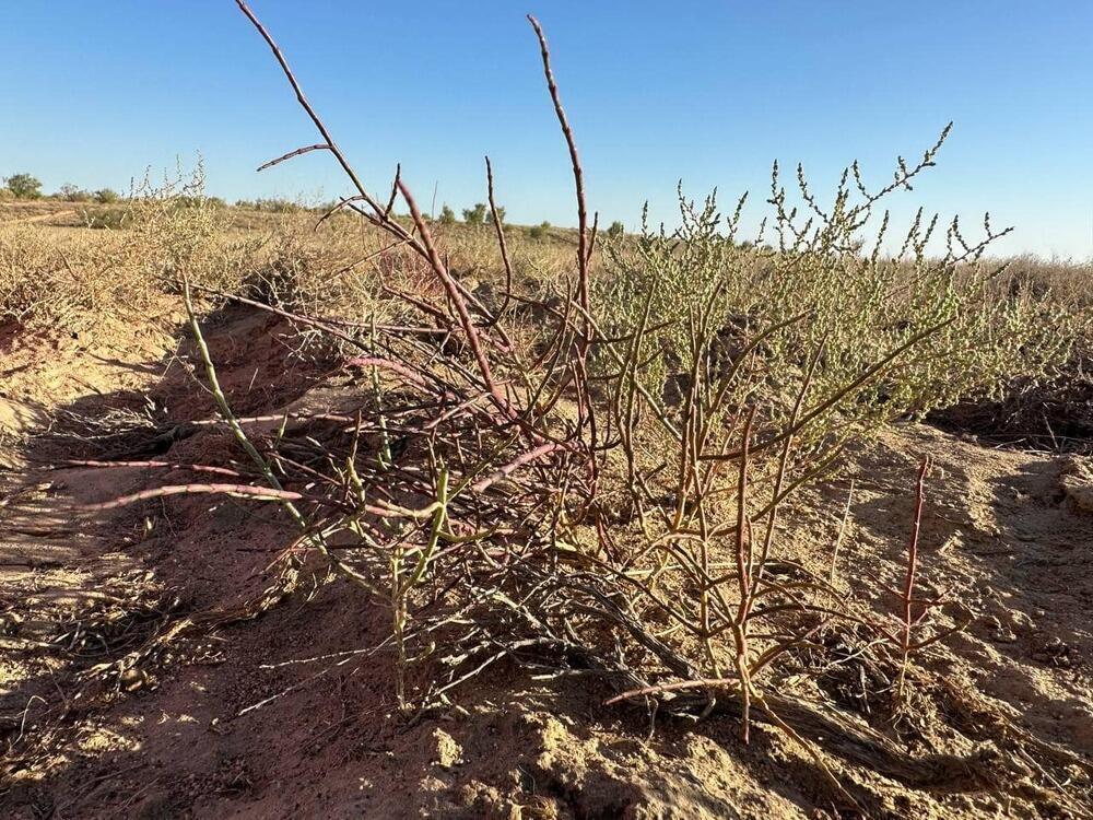 В Казахстане запретят вырубку саксаула на участках лесного фонда
