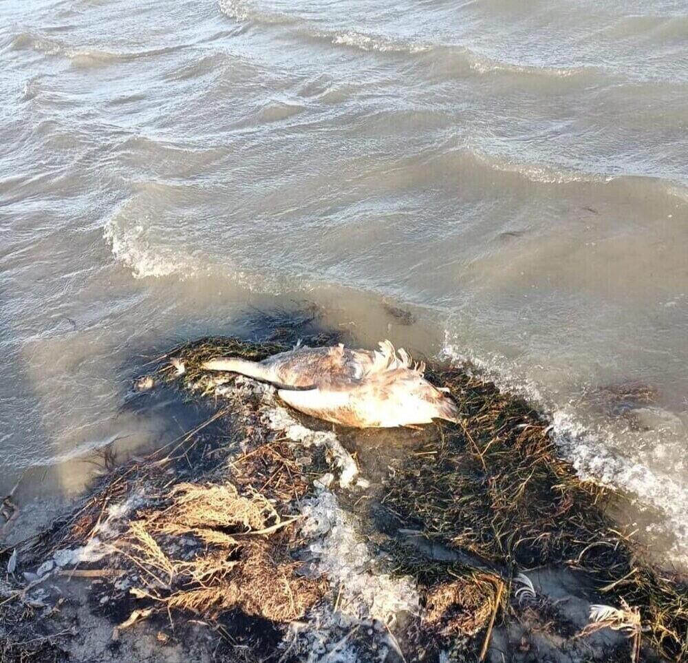 Названа причина гибели лебедей на озере Караколь