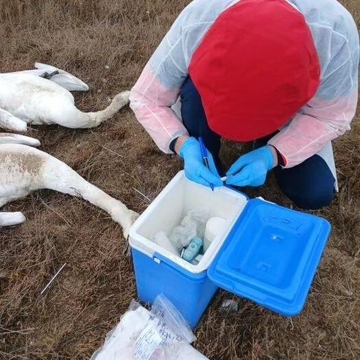 Число погибших лебедей на озере Караколь исчисляется сотнями - экоактивист