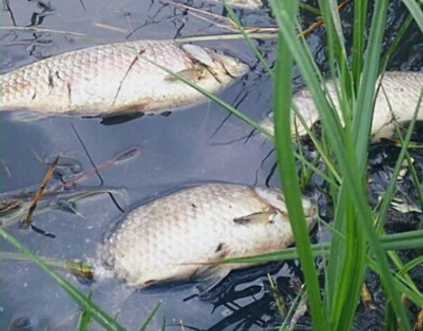 В Атырауской области зафиксировали массовую гибель рыбы