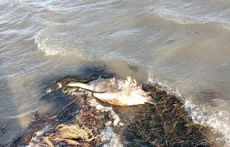 В управлении ветеринарии Мангистауской области назвали причину массовой гибели лебедей 