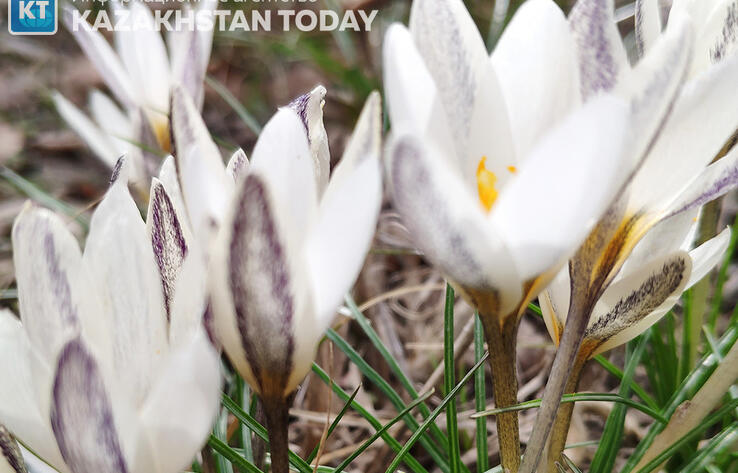 В горах Алматы цветут подснежники
