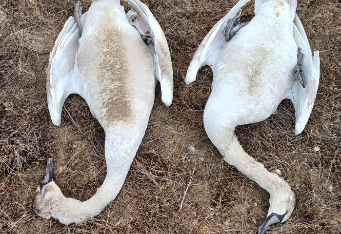 Численность погибших лебедей превысила 800 особей в Мангистауской области