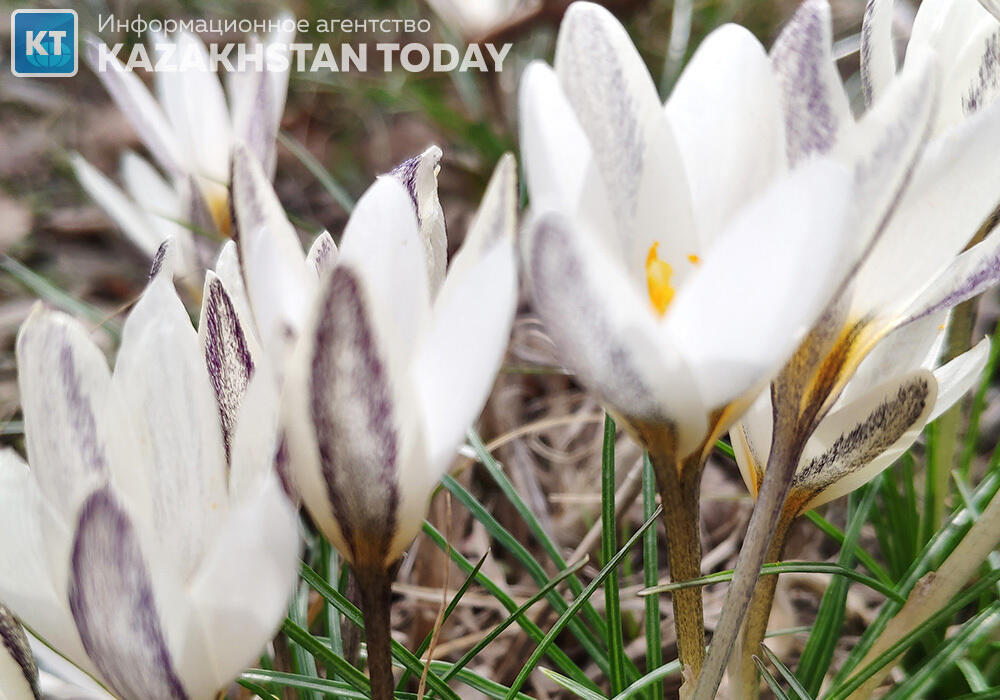 Blooming snowdrop flowers in winter Almaty mountain