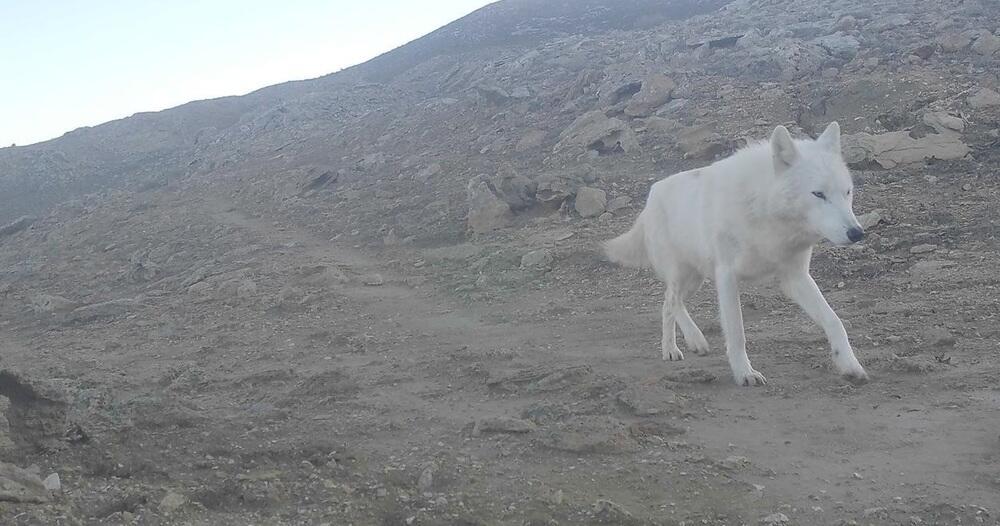 Редкий хищник попал в объектив фотоловушки в Мангистауской области 