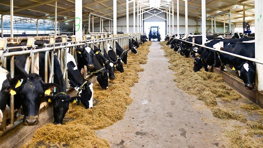 Запуск 65 ферм увеличит производство молока в Казахстане