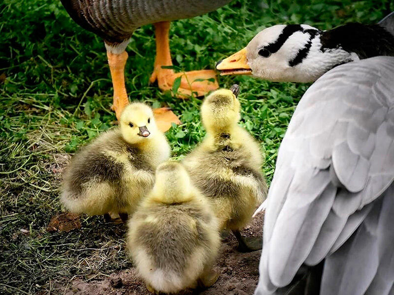 Обитатели Алматинского зоопарка. Фото: Михаил Сорокоумов - instagram/mihailsorokoumov54