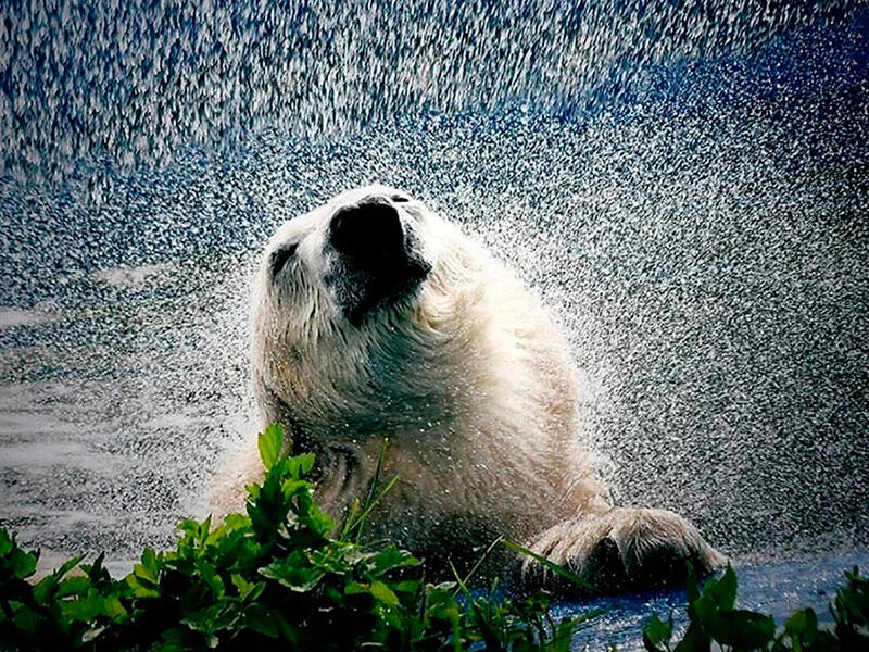 Обитатели Алматинского зоопарка. Фото: Михаил Сорокоумов - instagram/mihailsorokoumov54