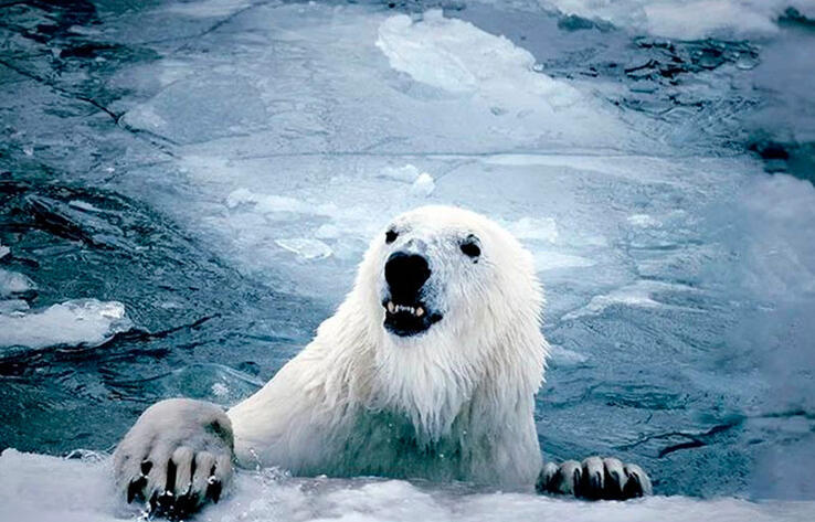 Animals of the Almaty Zoo