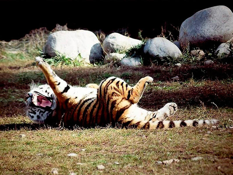 Animals of the Almaty Zoo. Images | instagram/mihailsorokoumov54