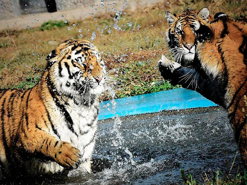 Animals of the Almaty Zoo. Images | instagram/mihailsorokoumov54