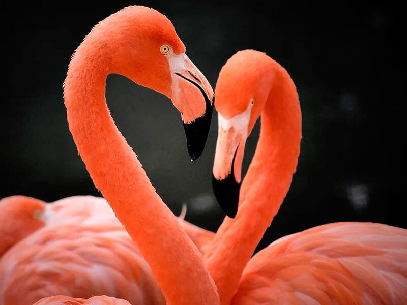 Animals of the Almaty Zoo. Images | instagram/mihailsorokoumov54