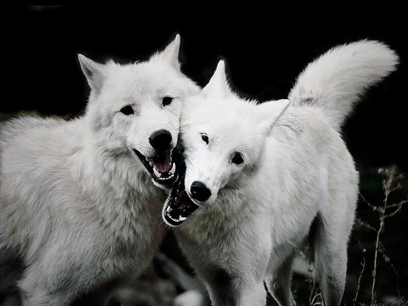 Animals of the Almaty Zoo. Images | instagram/mihailsorokoumov54