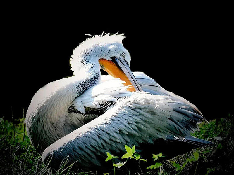 Animals of the Almaty Zoo. Images | instagram/mihailsorokoumov54