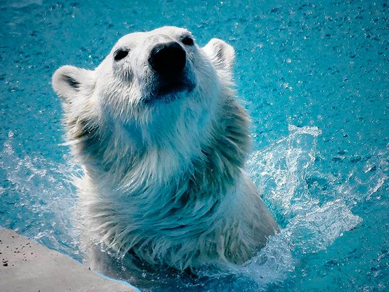 Animals of the Almaty Zoo. Images | instagram/mihailsorokoumov54