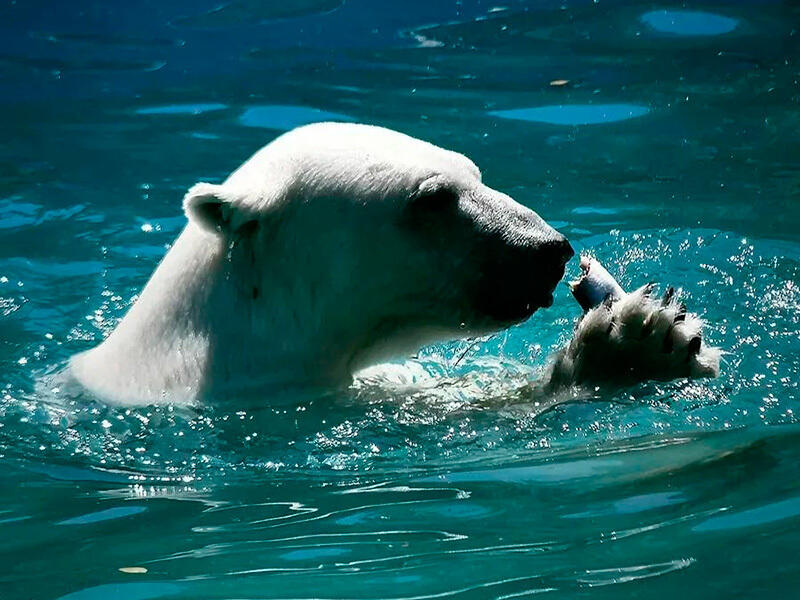 Animals of the Almaty Zoo. Images | instagram/mihailsorokoumov54