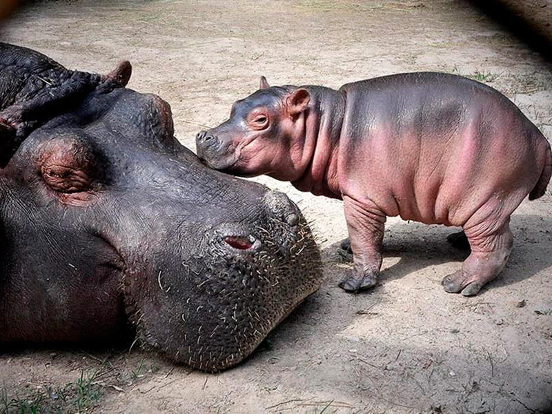 Animals of the Almaty Zoo. Images | instagram/mihailsorokoumov54