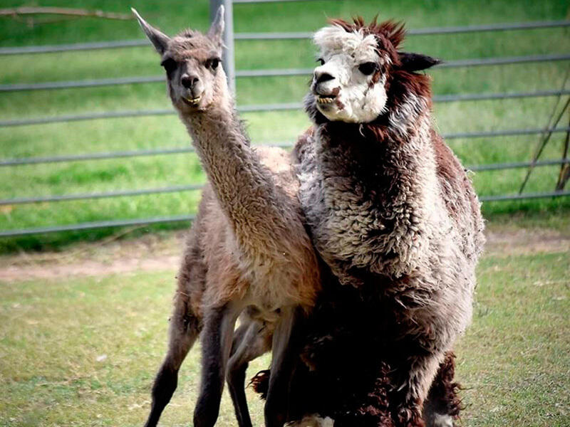 Animals of the Almaty Zoo. Images | instagram/mihailsorokoumov54