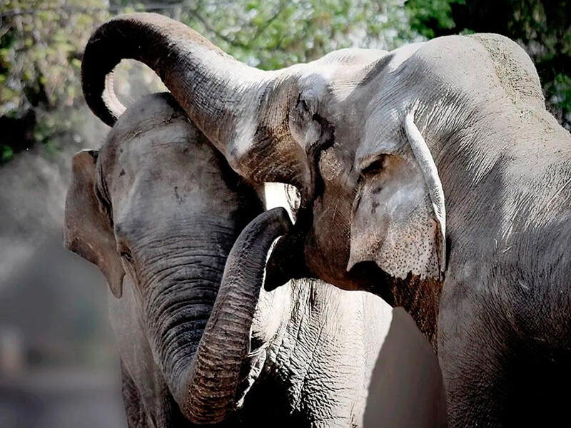 Animals of the Almaty Zoo. Images | instagram/mihailsorokoumov54