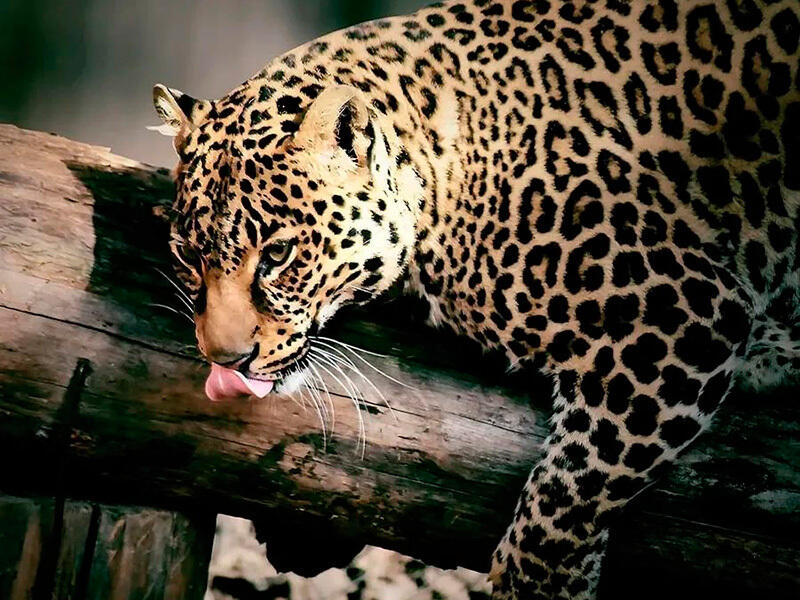 Animals of the Almaty Zoo. Images | instagram/mihailsorokoumov54