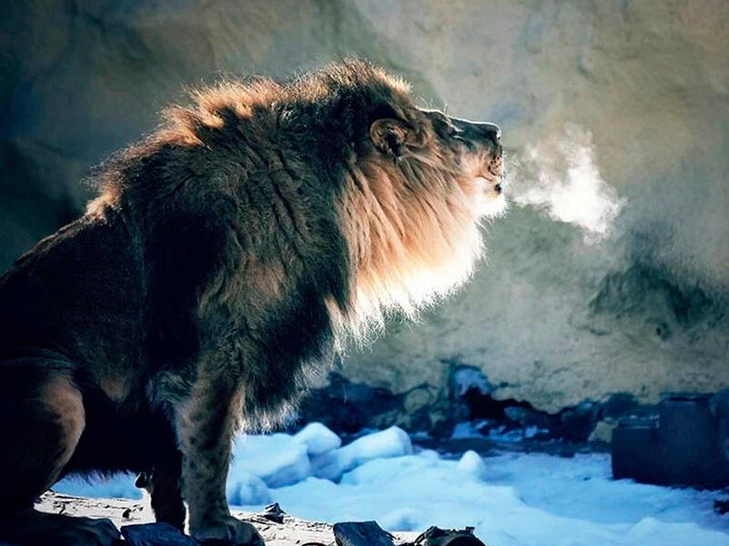 Animals of the Almaty Zoo. Images | instagram/mihailsorokoumov54