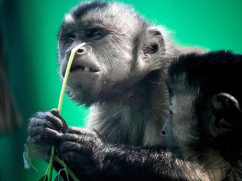 Animals of the Almaty Zoo. Images | instagram/mihailsorokoumov54