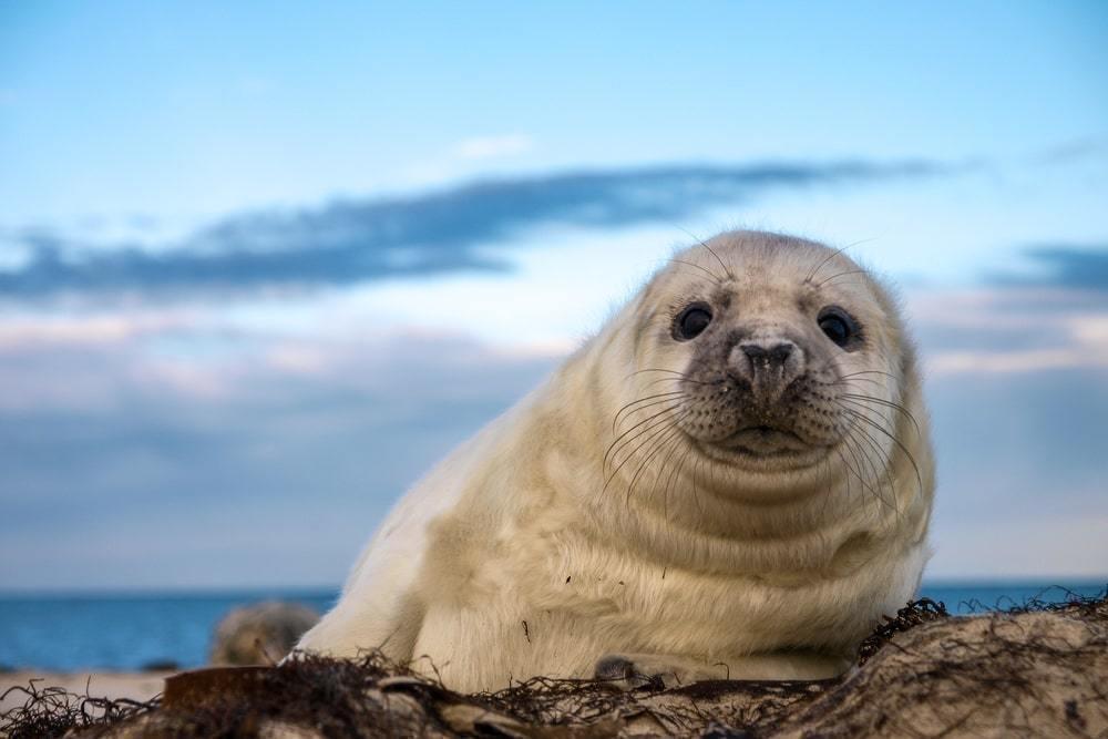 О высоком риске гибели новорожденных тюленей на Каспии заявили в Минэкологии