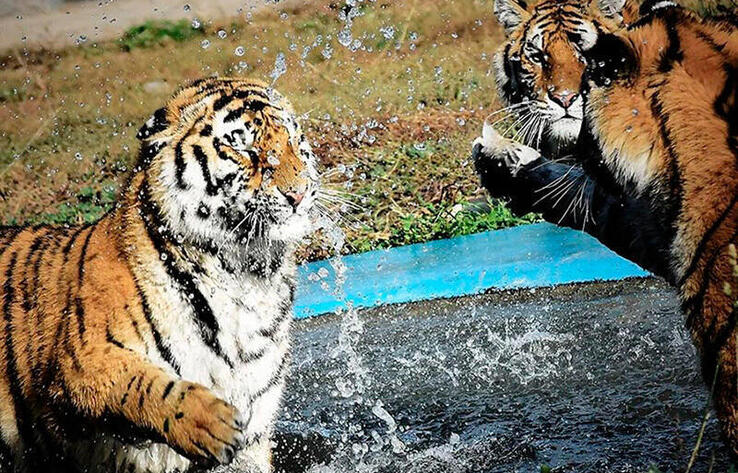 Грациозные игры тигров показал Алматинский зоопарк