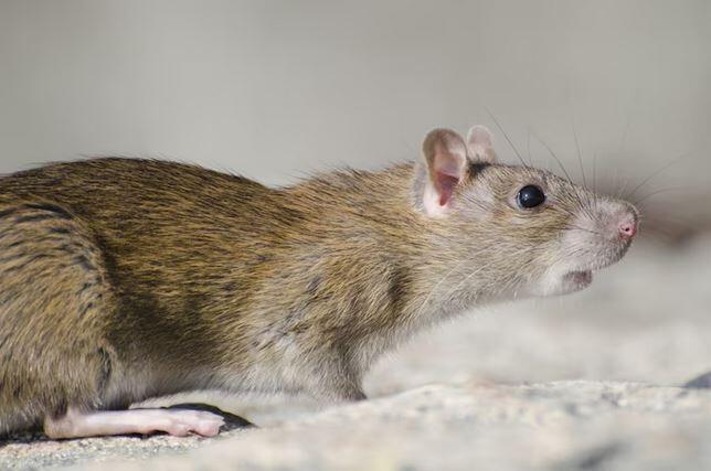 В Усть-Каменогорске зоозащитники высказались против метода борьбы с крысами