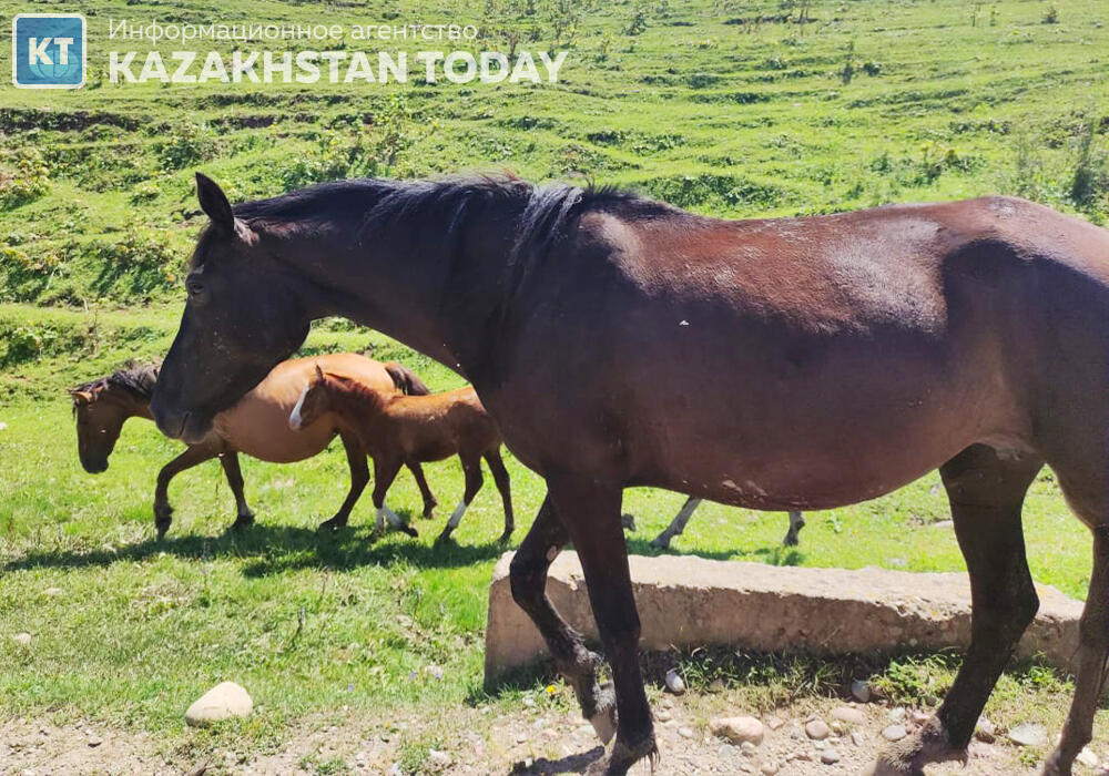 Массовую гибель лошадей зафиксировали в одном из сел Карагандинской области 