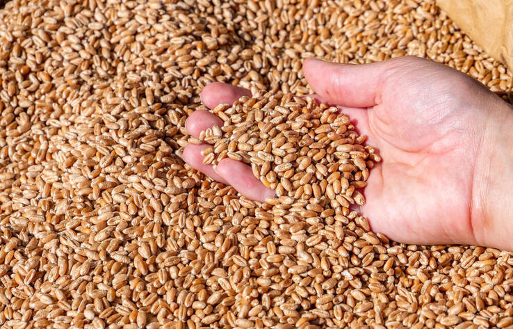 Казахстан запретил погрузку зерна и муки в Китай