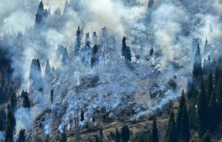 От 600 до 800 лесных пожаров происходит ежегодно в Казахстане - депутат