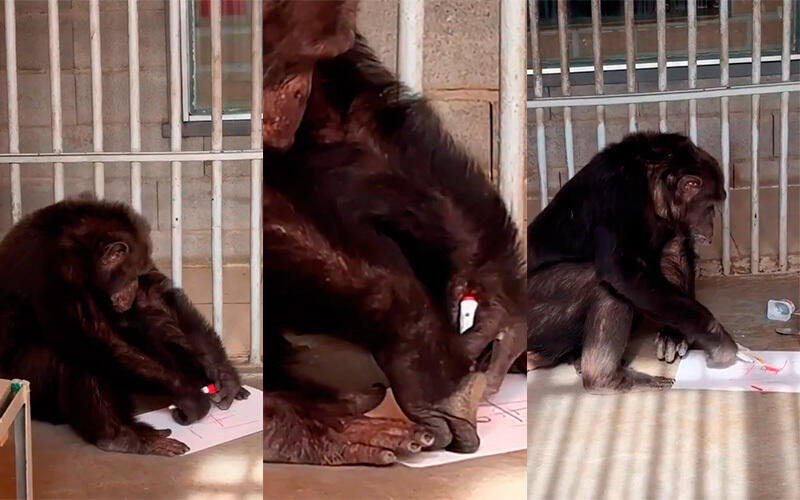 Алматы хайуанаттар бағындағы суретші-шимпанзелер