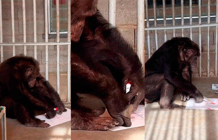 Алматы хайуанаттар бағындағы суретші-шимпанзелер