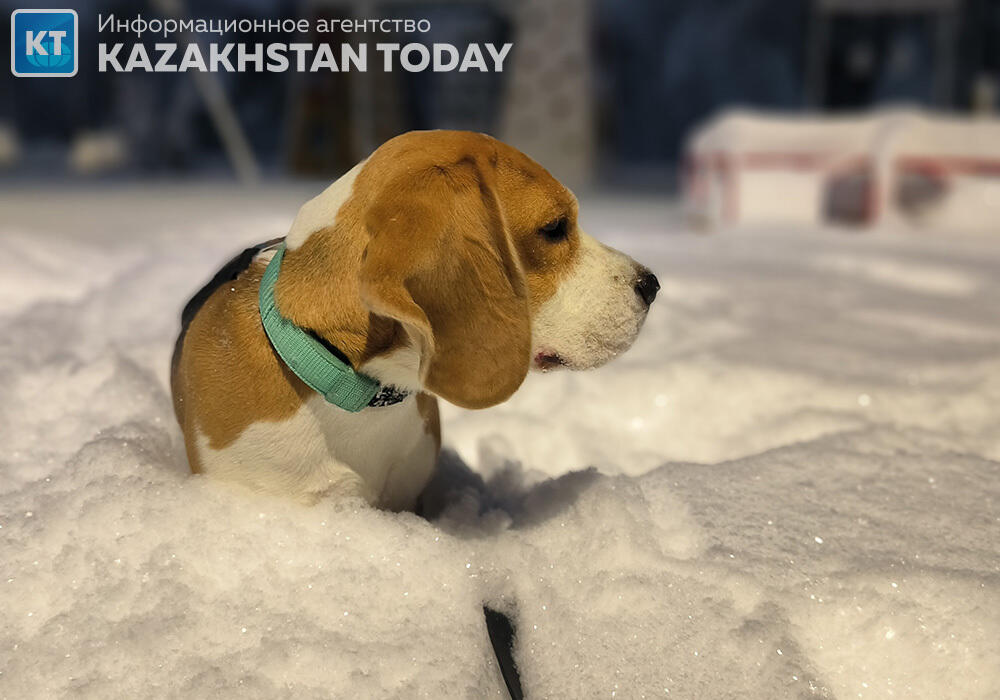 Алматы қалың қардан кейін