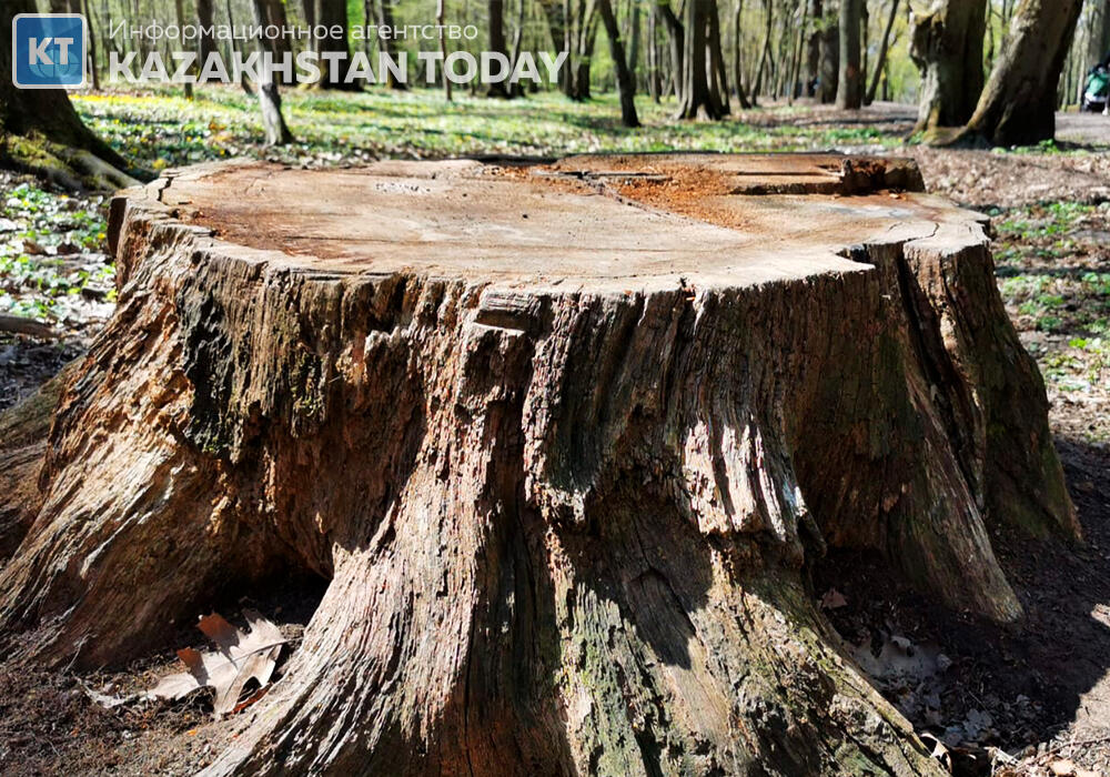 Qazaq Stroy попытался представить вырубку деревьев как большое благодеяние
