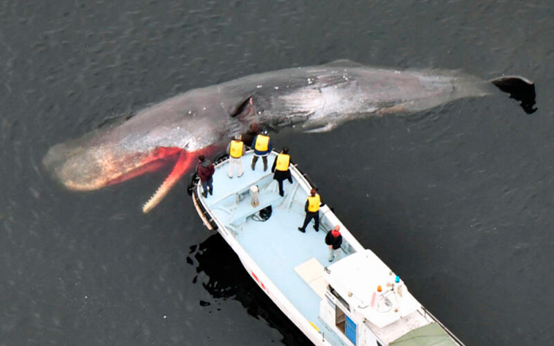 More whales getting stranded in western Japan bay amid global warming