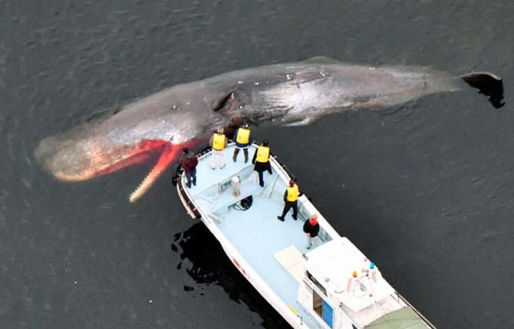 More whales getting stranded in western Japan bay amid global warming