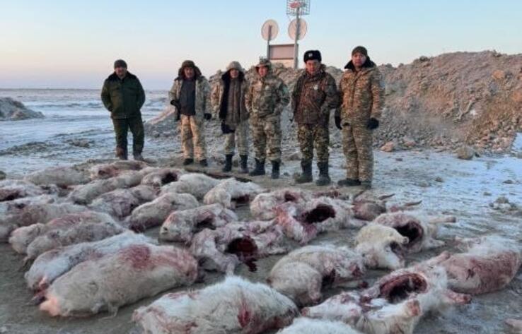 Более 30 сайгаков убили браконьеры в Кызылординской области