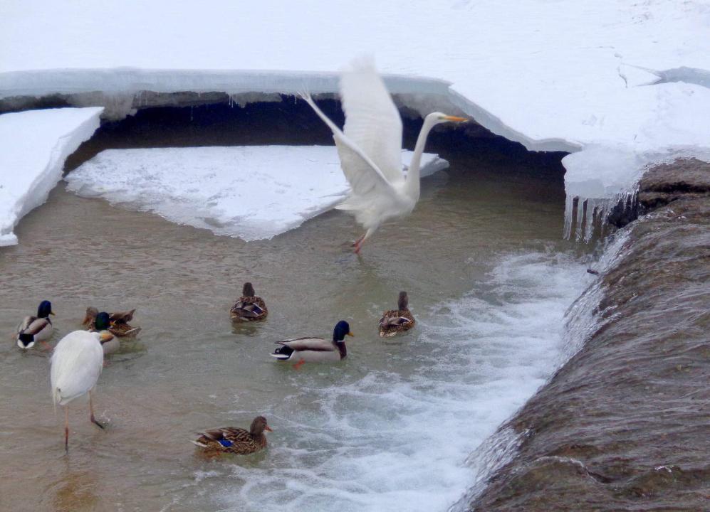 Алматыдағы Сайран көлінде жергілікті фауна қалпына келе бастады