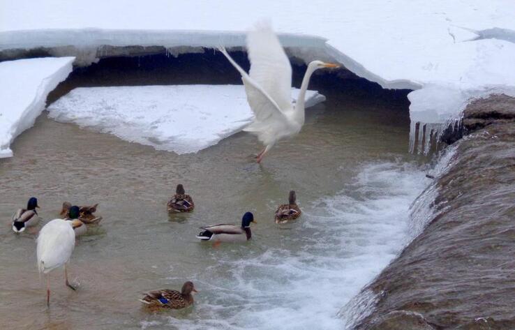 Алматыдағы Сайран көлінде жергілікті фауна қалпына келе бастады