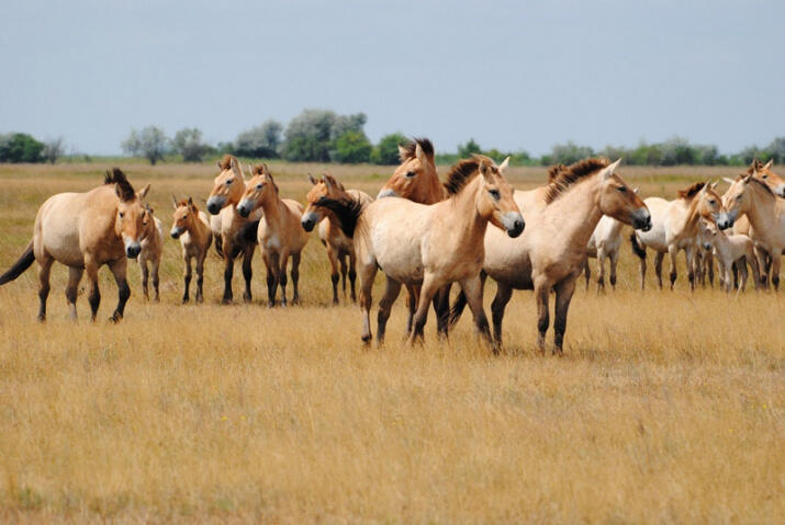 Популяцию лошади Пржевальского намерены возродить в Казахстане 