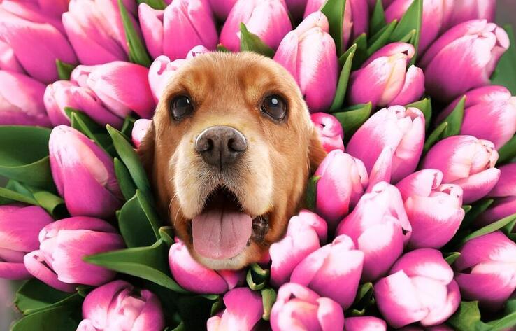 March 8th Celebration With Animals