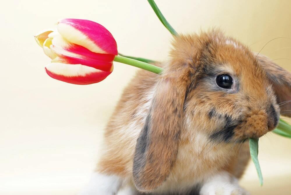 March 8th Celebration With Animals. Images | Depositphotos