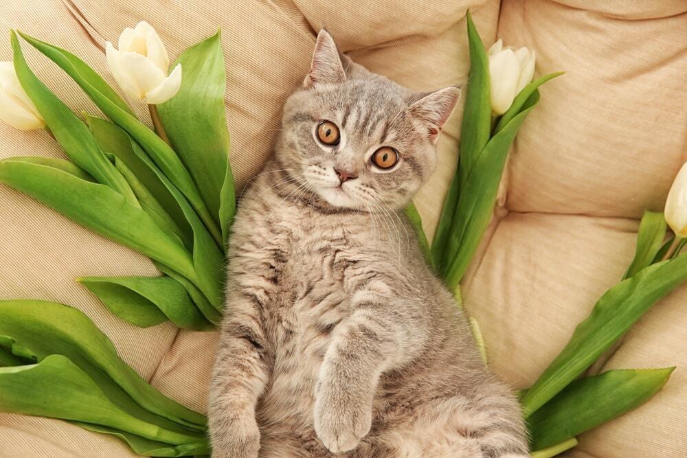 March 8th Celebration With Animals. Images | Depositphotos