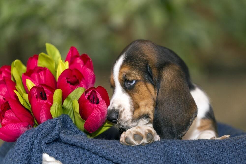 March 8th Celebration With Animals. Images | Depositphotos