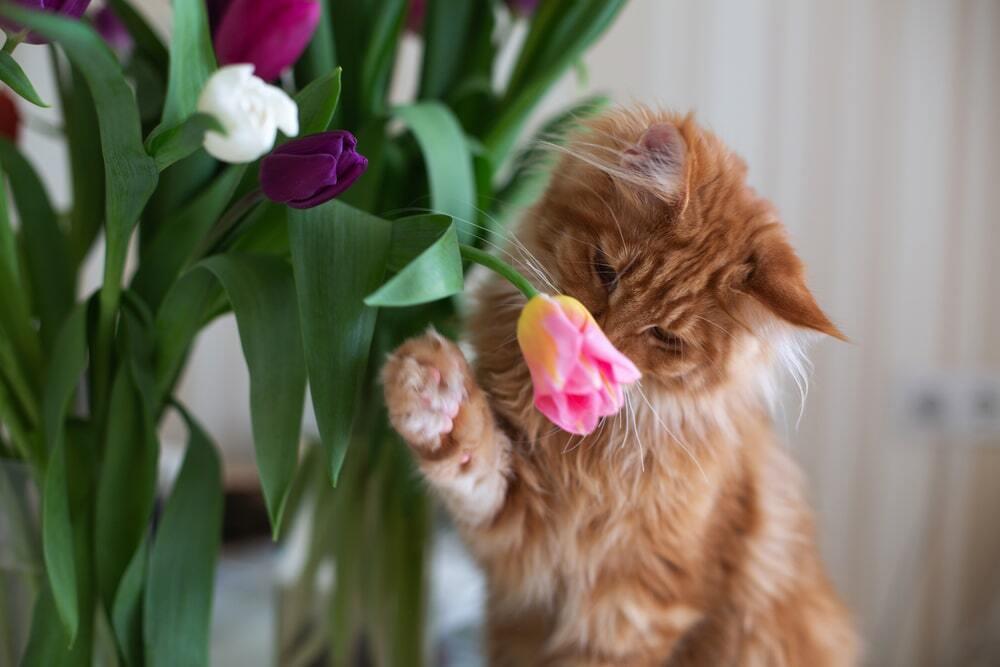 March 8th Celebration With Animals. Images | Depositphotos