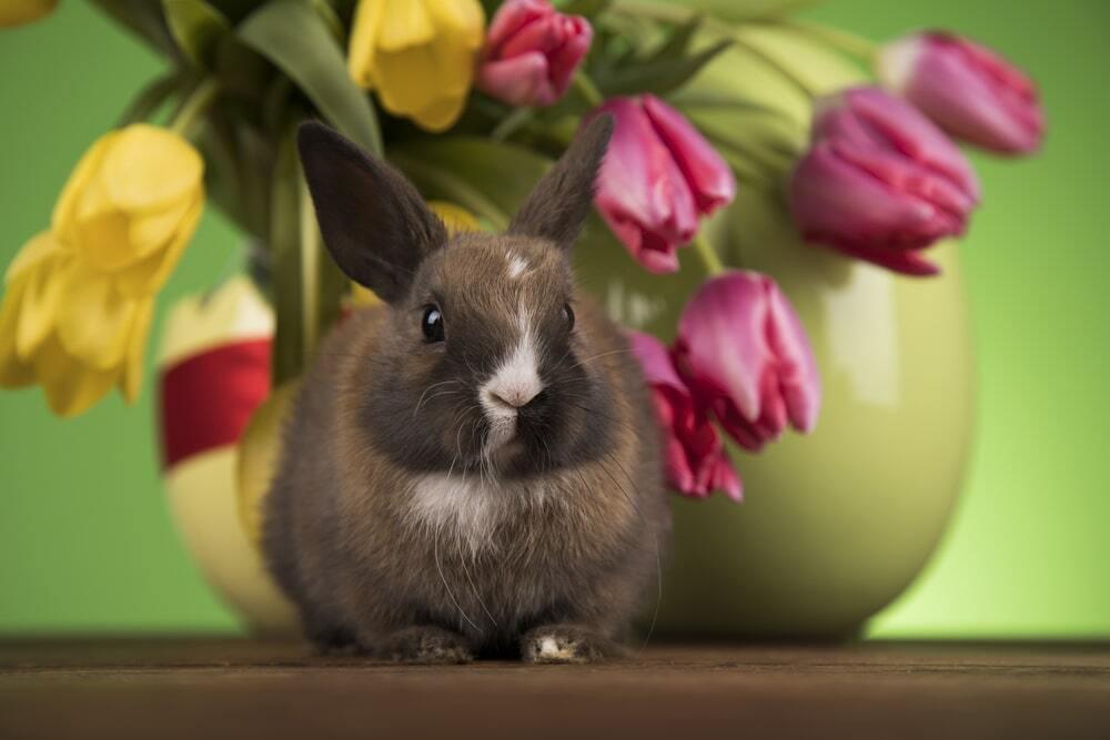 March 8th Celebration With Animals. Images | Depositphotos