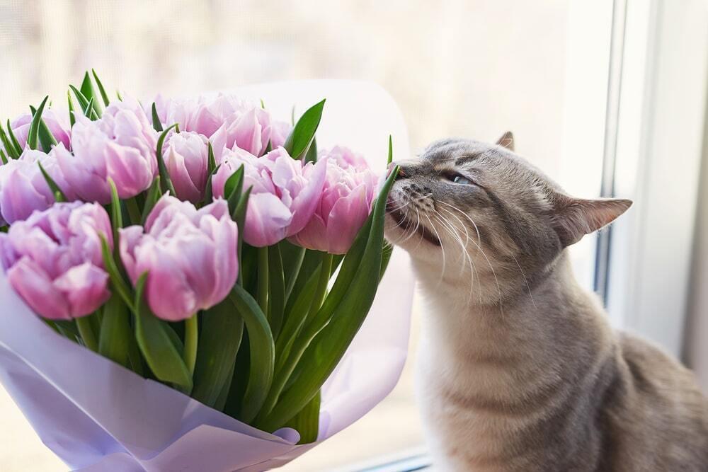 March 8th Celebration With Animals. Images | Depositphotos